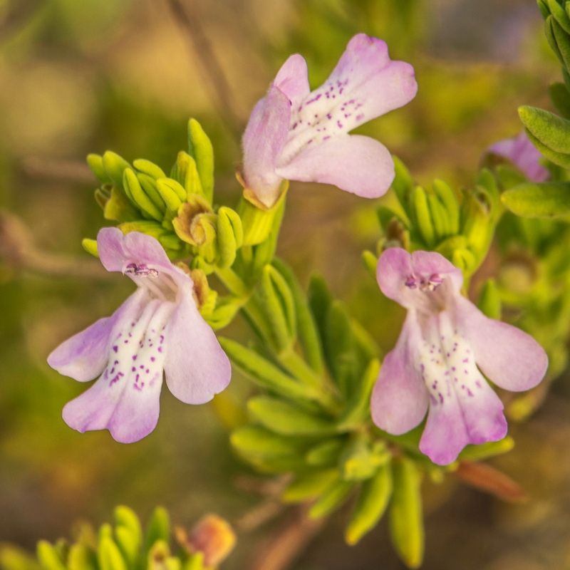 Florida Native Plant Society | Conserve, Preserve & Restore